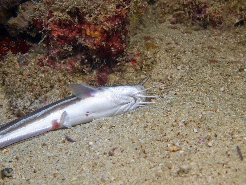 Catfish, Manila Channel